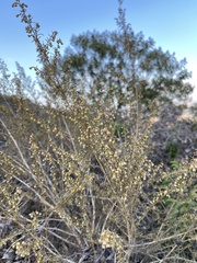Artemisia californica