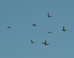Melopsittacus undulatus