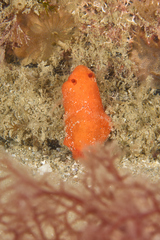 Discodoris paroa