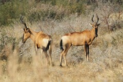 Alcelaphus buselaphus caama