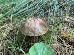 Leccinum