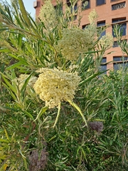 Buddleja