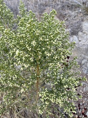 Baccharis pilularis