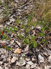Adenanthos