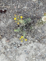 Heterotheca grandiflora