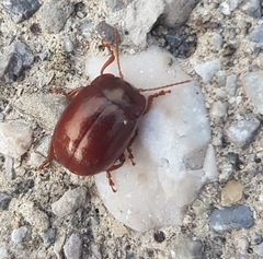 Chrysolina staphylaea