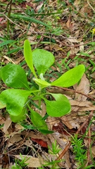 Osteospermum moniliferum