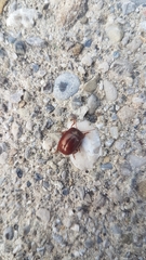 Chrysolina staphylaea