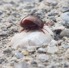Chrysolina staphylaea