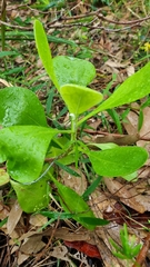 Osteospermum moniliferum