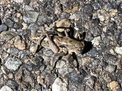 Tettigoniinae