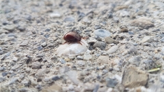 Chrysolina staphylaea