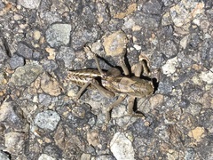 Tettigoniinae