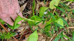 Osteospermum moniliferum