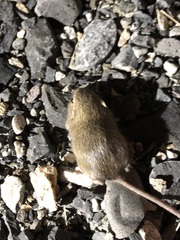 Perognathus parvus
