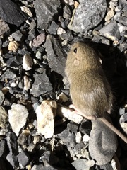 Perognathus parvus