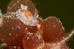 Chromodoris alternata