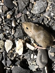 Perognathus parvus