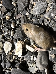 Perognathus parvus
