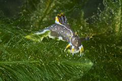 Polycera hedgpethi