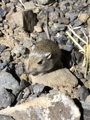Perognathus parvus