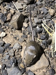 Perognathus parvus