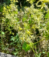 Echinopepon pubescens