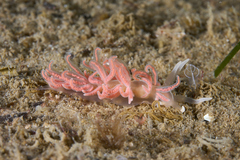 Phyllodesmium serratum