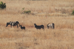 Equus quagga chapmani
