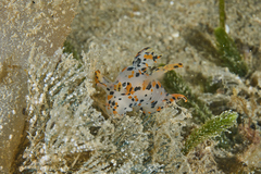 Thecacera pennigera
