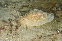 Pleurobranchaea maculata