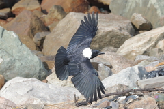 Corvus pectoralis