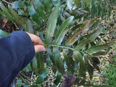 Asplenium oblongifolium