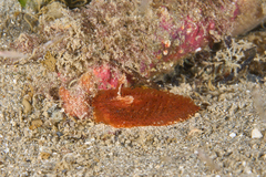 Madrella ferruginosa