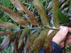 Asplenium oblongifolium