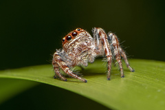 Opisthoncus quadratarius