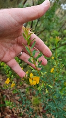 Pultenaea