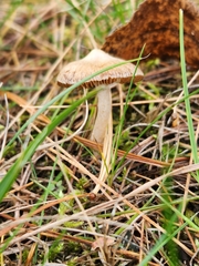 Marasmius oreades