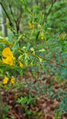 Pultenaea