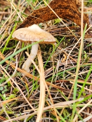 Marasmius oreades