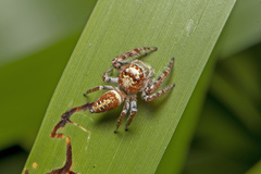 Opisthoncus quadratarius