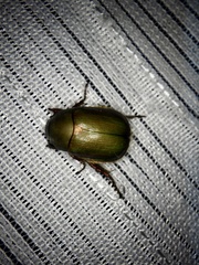 Anomala albopilosa albopilosa