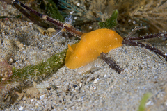 Doriopsilla carneola