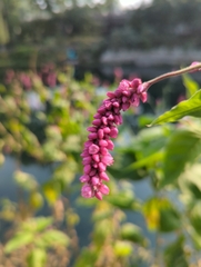Persicaria longiseta