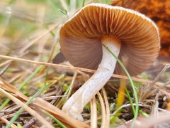 Marasmius oreades