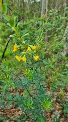 Pultenaea