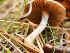 Marasmius oreades