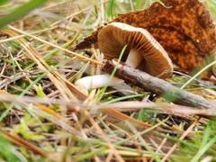 Marasmius oreades