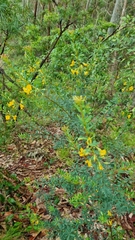 Pultenaea