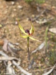 Caladenia leptochila
